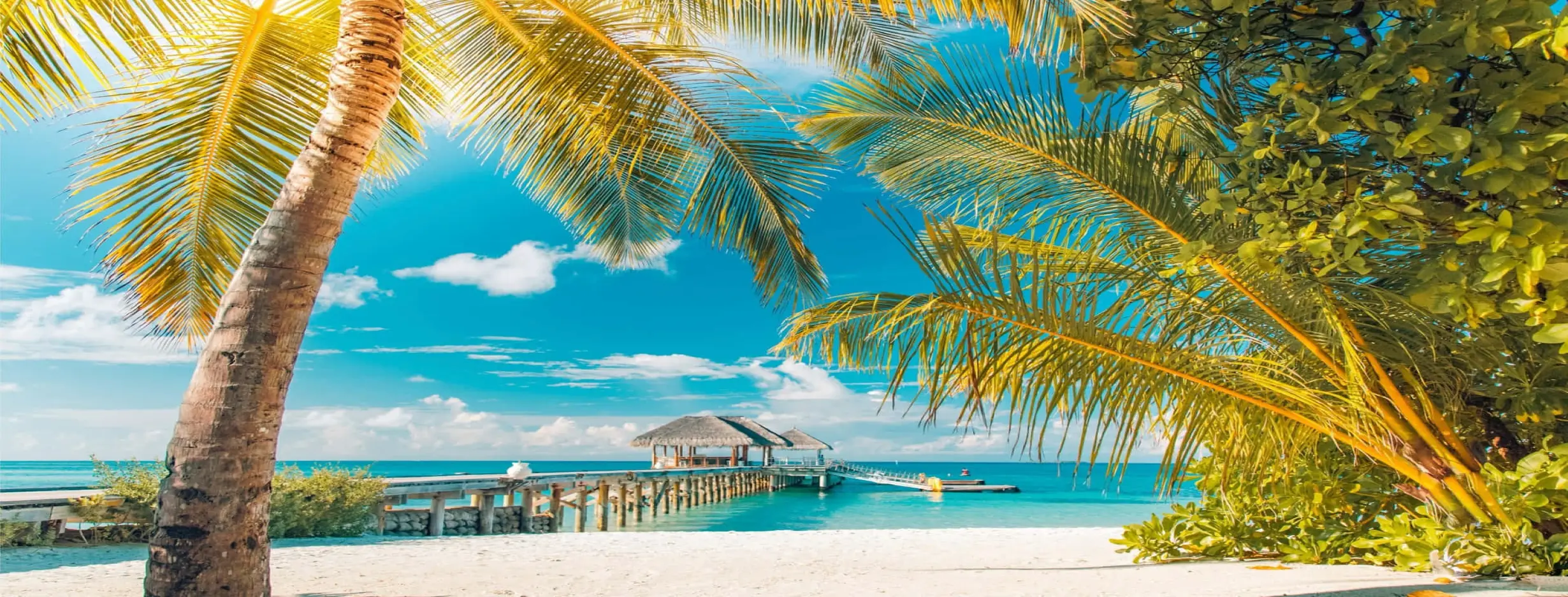Image for Tropical paradise